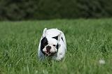 BOULEDOGUE FRANCAIS 732